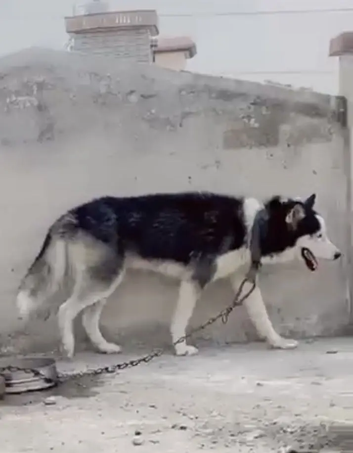 Male Siberian Husky - G15, Islamabad — photo 2