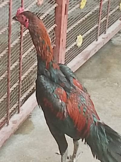 Pure thai darngon aseel black nok nali patha age 8 month