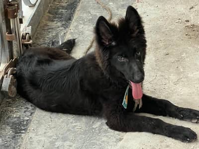 Black German Shepherd