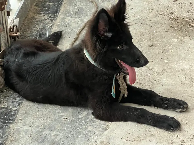 Black German Shepherd — photo 2
