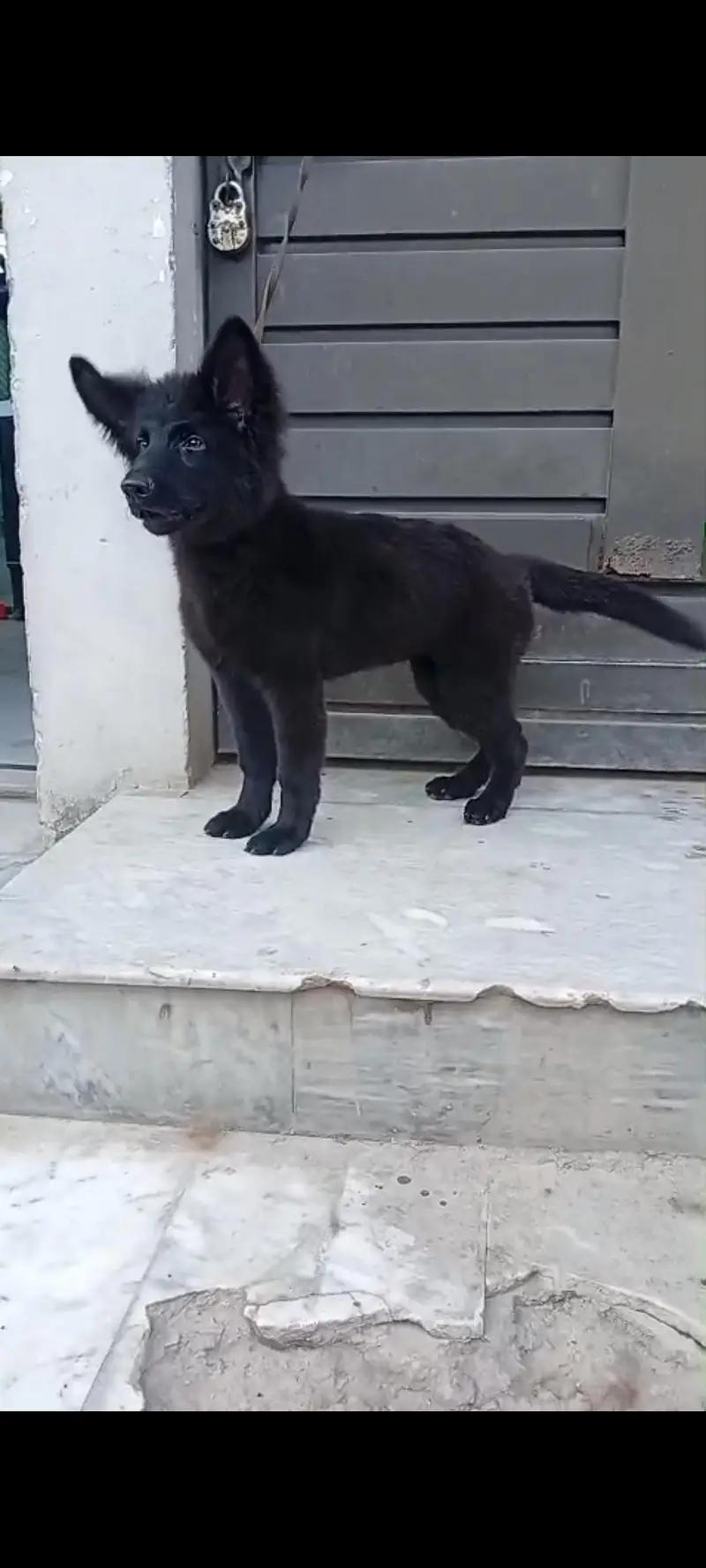Black German Shepherd — photo 3