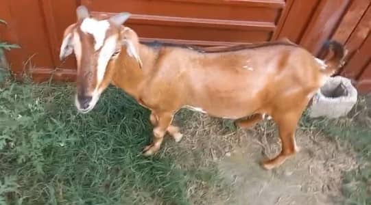 Tedi bakri For sale