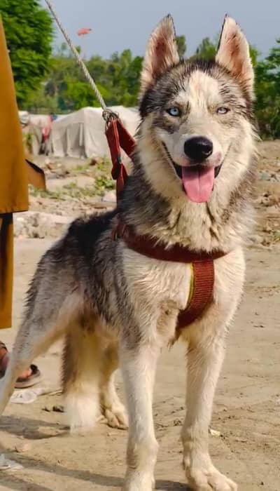 Siberian Husky male full security dog healthy and active may for sale