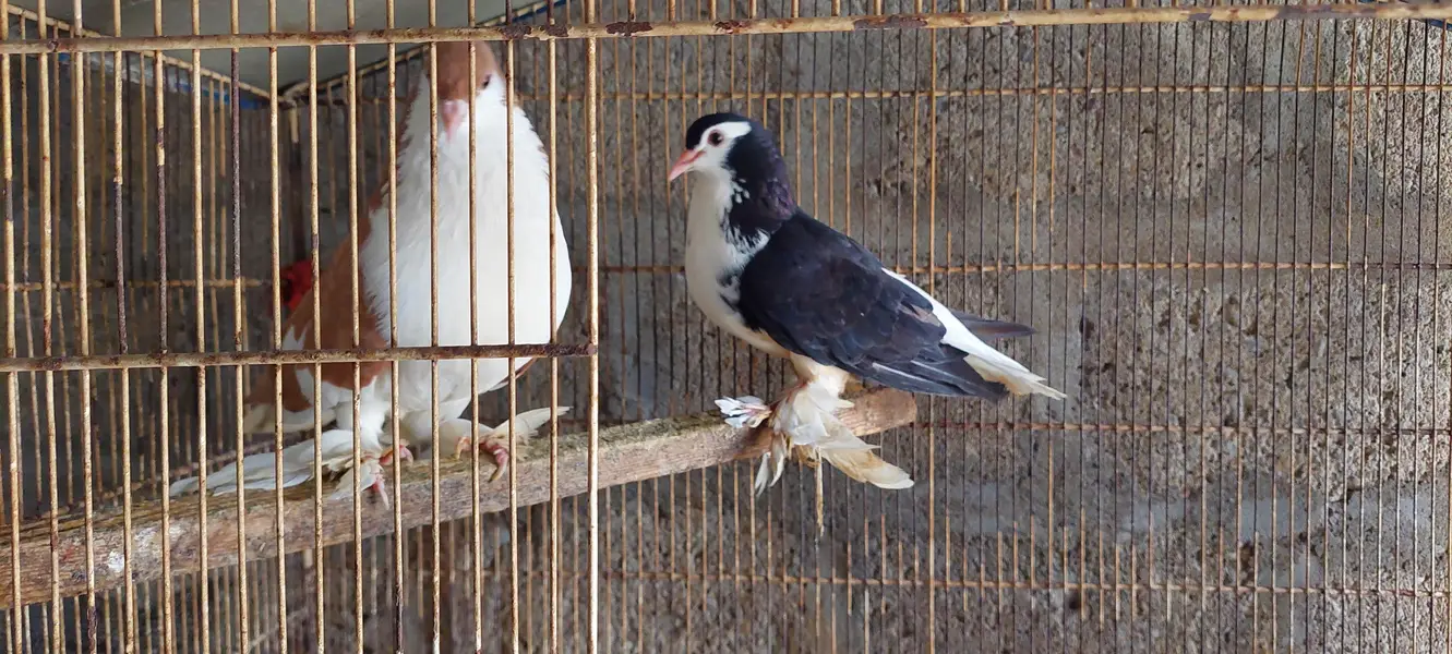 Beautiful Fancy Pigeon Pair – Feathered Feet — photo 3