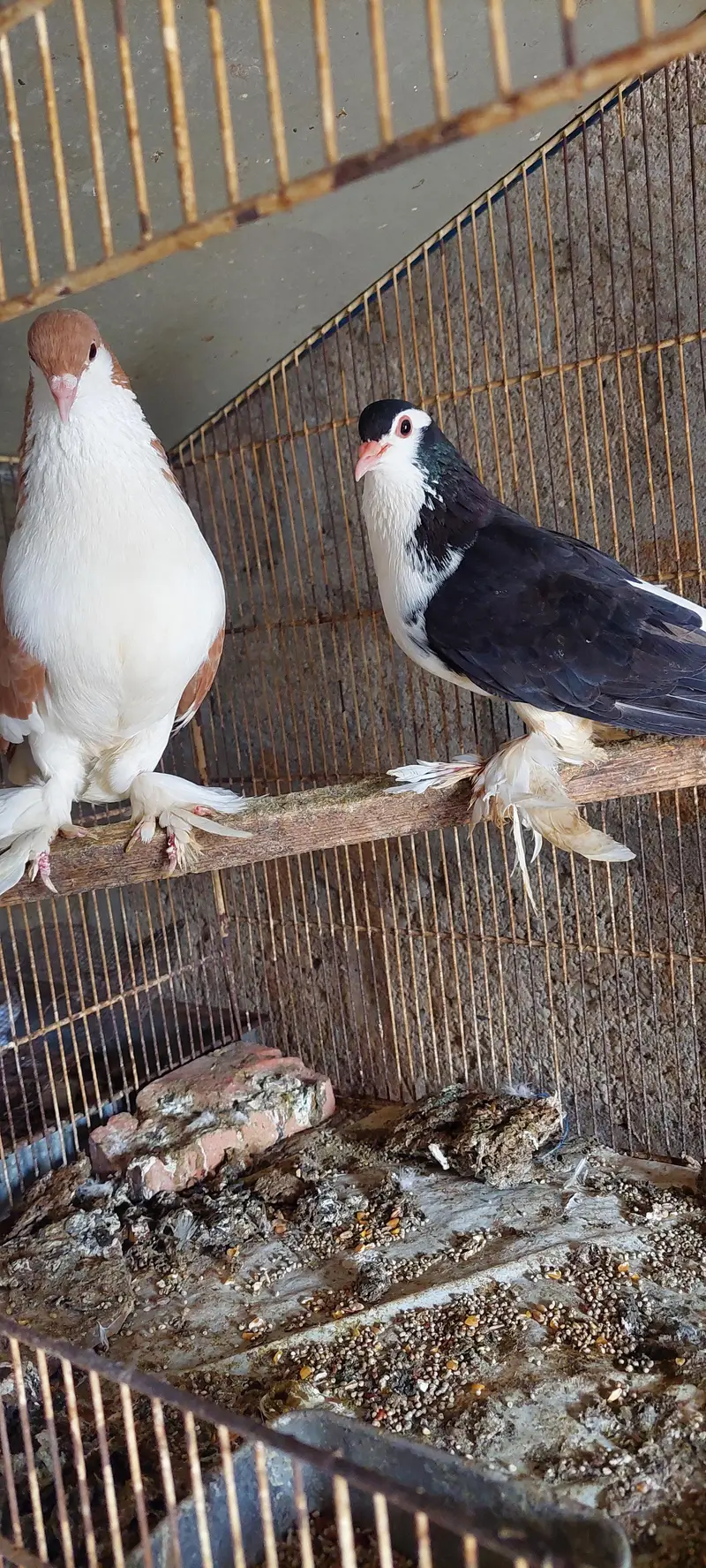 Beautiful Fancy Pigeon Pair – Feathered Feet — photo 4