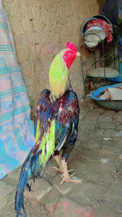 jora  aseel sindhi
