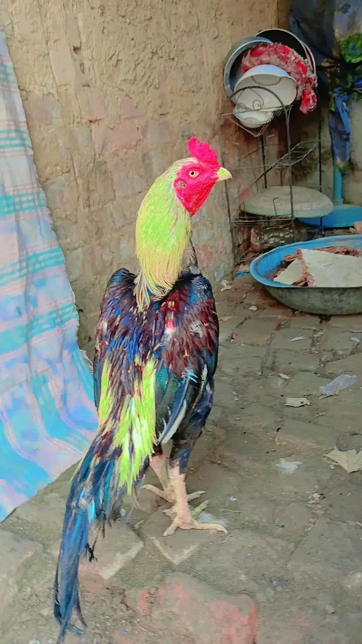 jora  aseel sindhi — photo 2