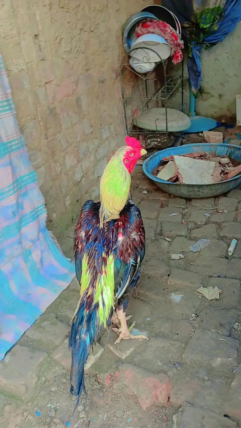 jora  aseel sindhi — photo 4