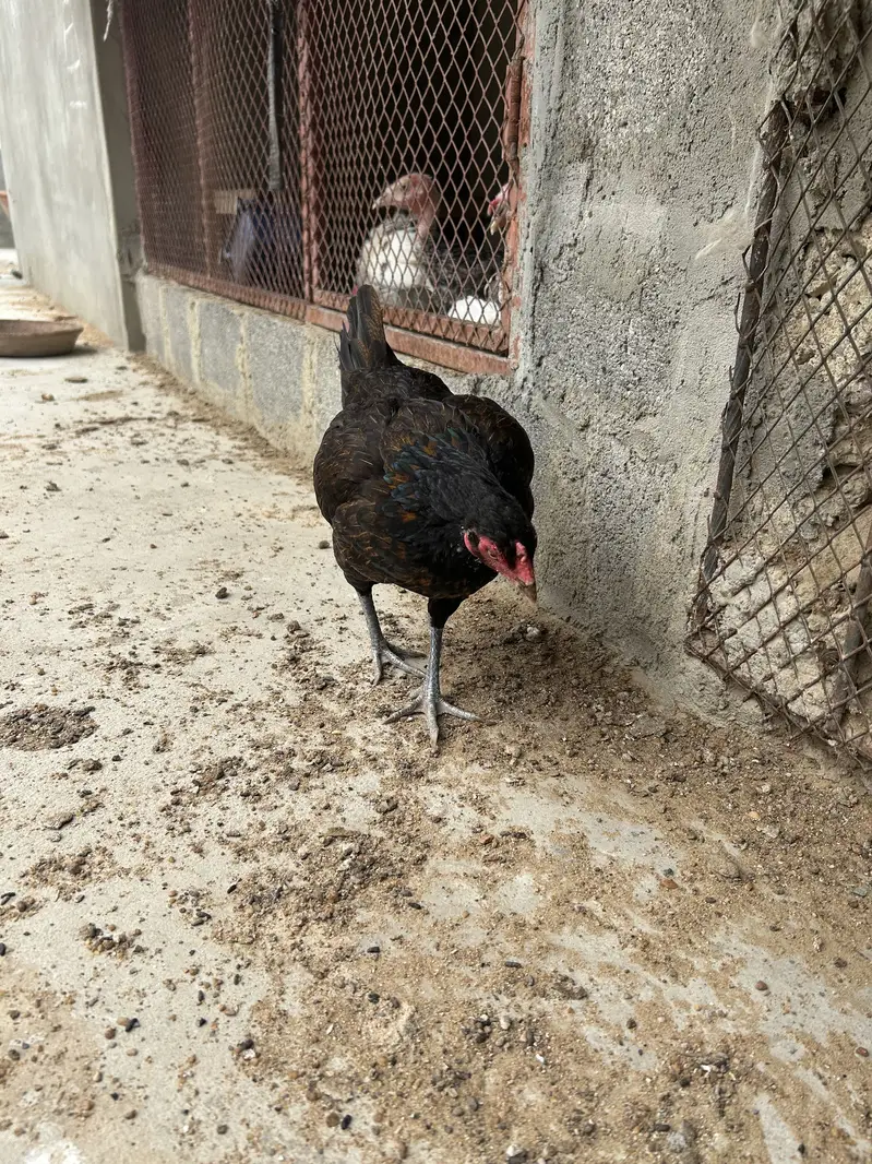 Aseel madi for sale — photo 3