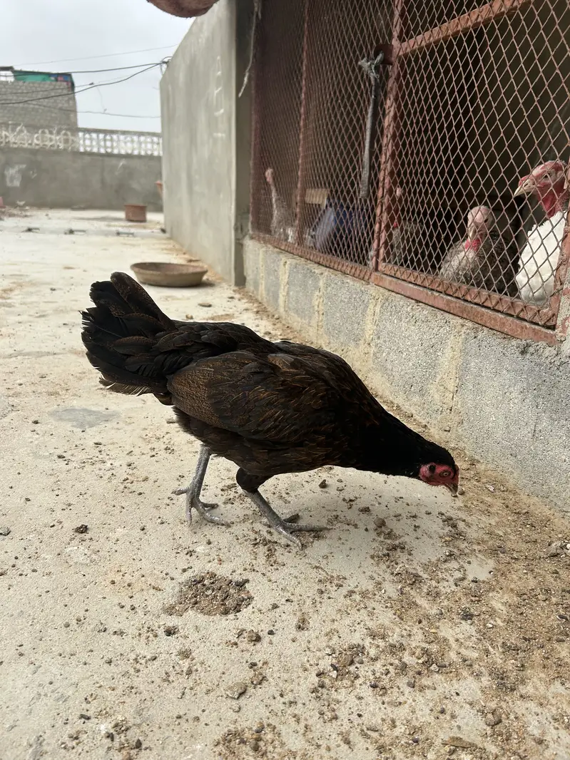 Aseel madi for sale — photo 4