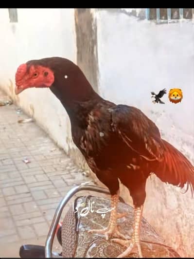 aseel birds with high quality