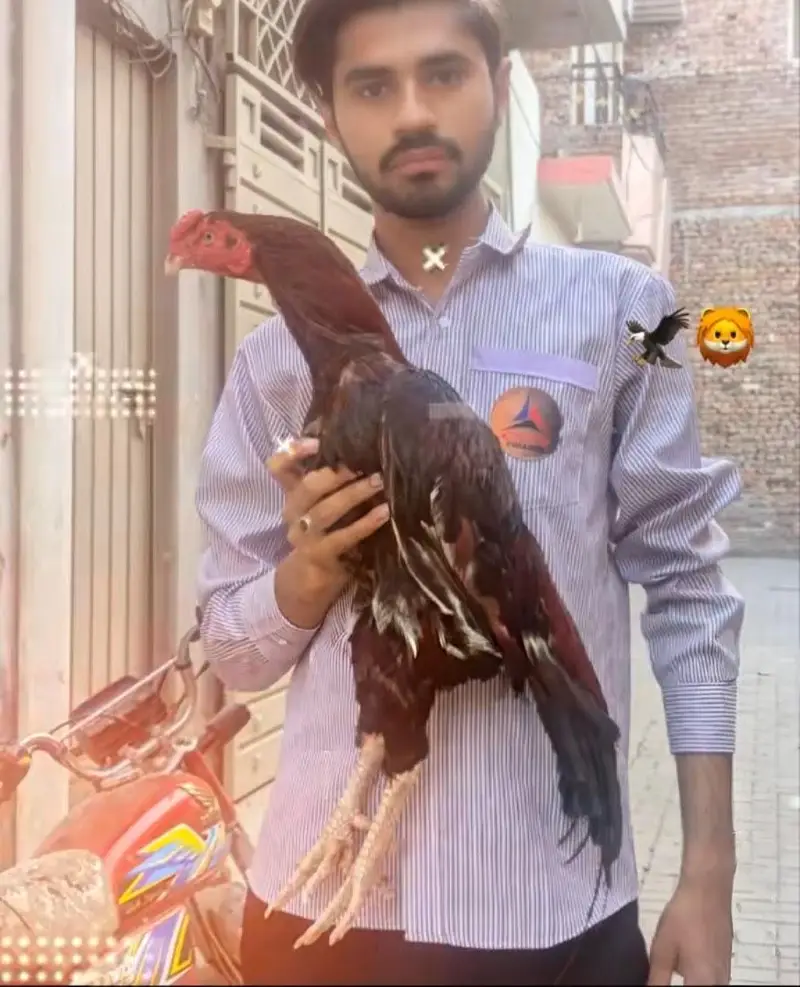 aseel birds with high quality — photo 2