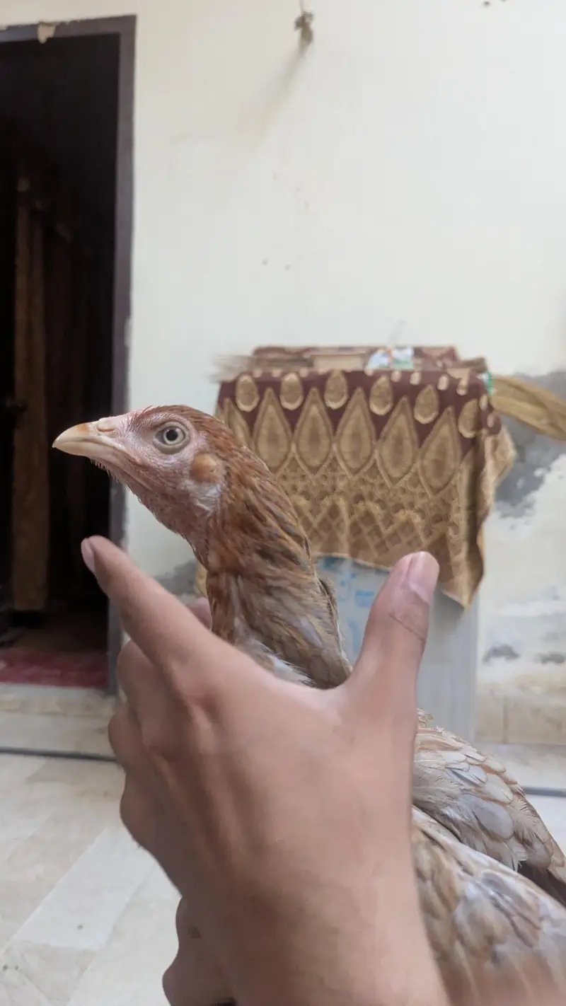 aseel birds with high quality — photo 3