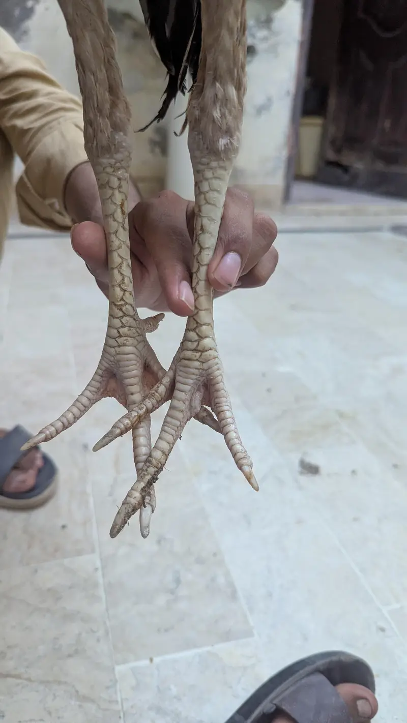 aseel birds with high quality — photo 4