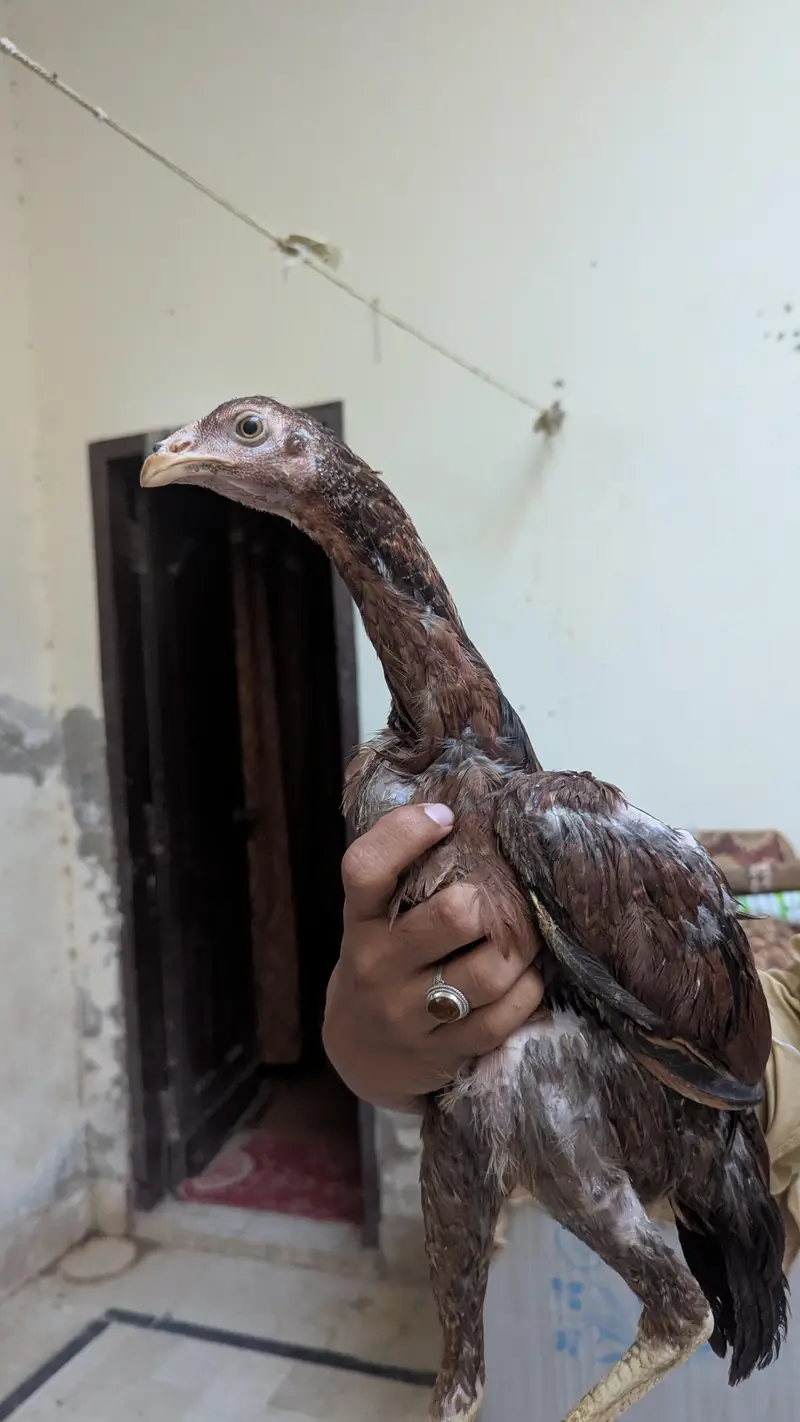 aseel birds with high quality — photo 5