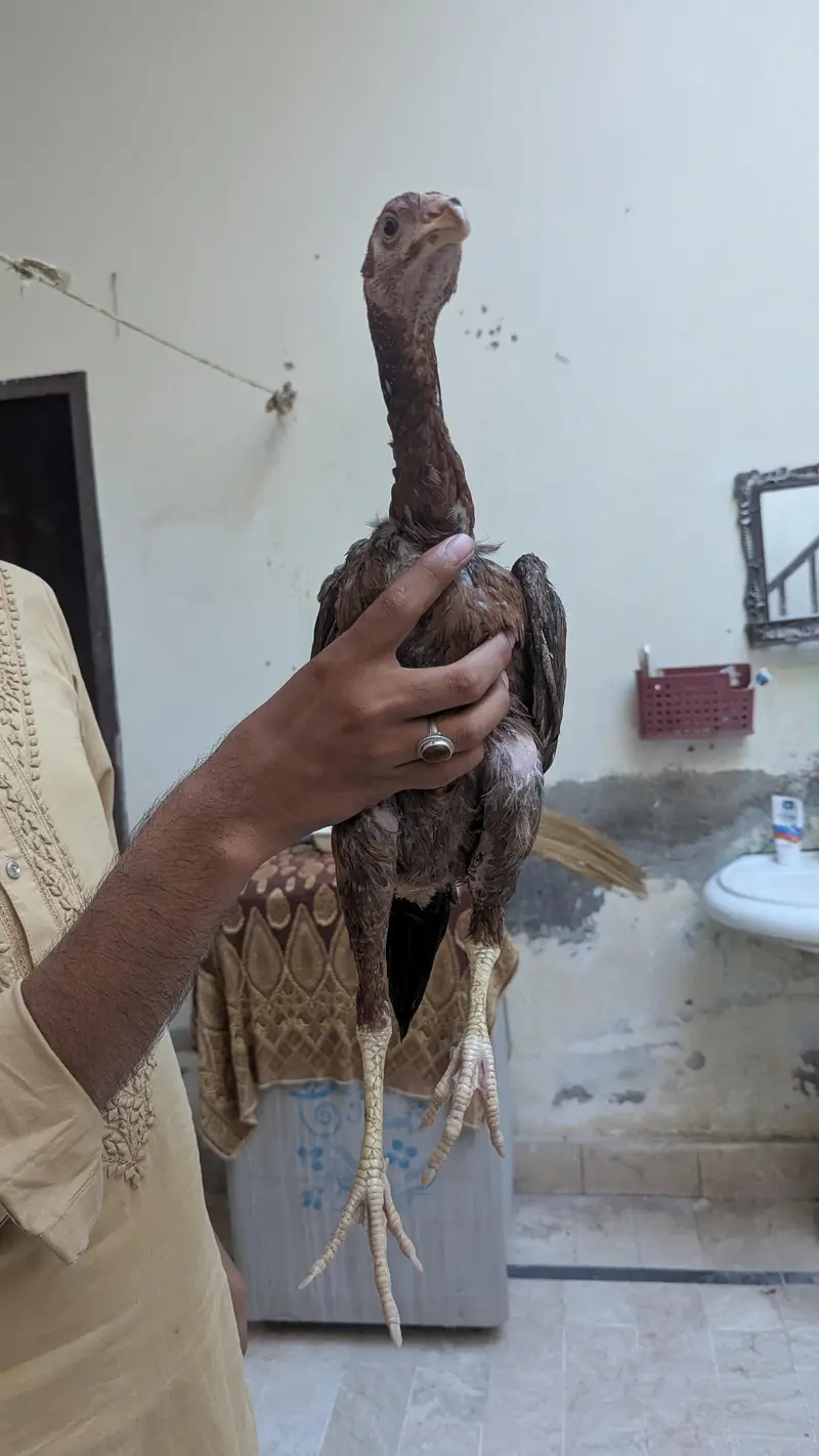 aseel birds with high quality — photo 6