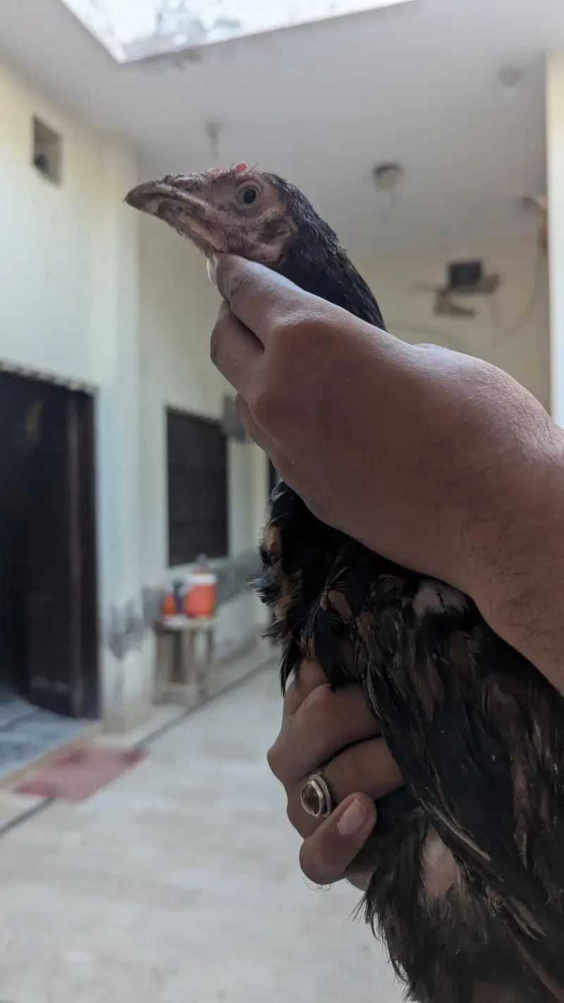 aseel birds with high quality — photo 7
