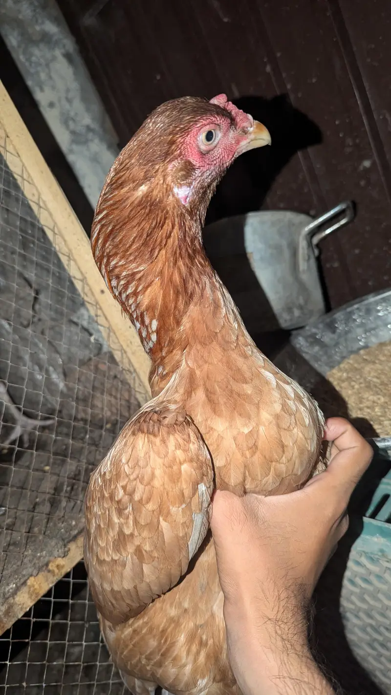 aseel birds with high quality — photo 9