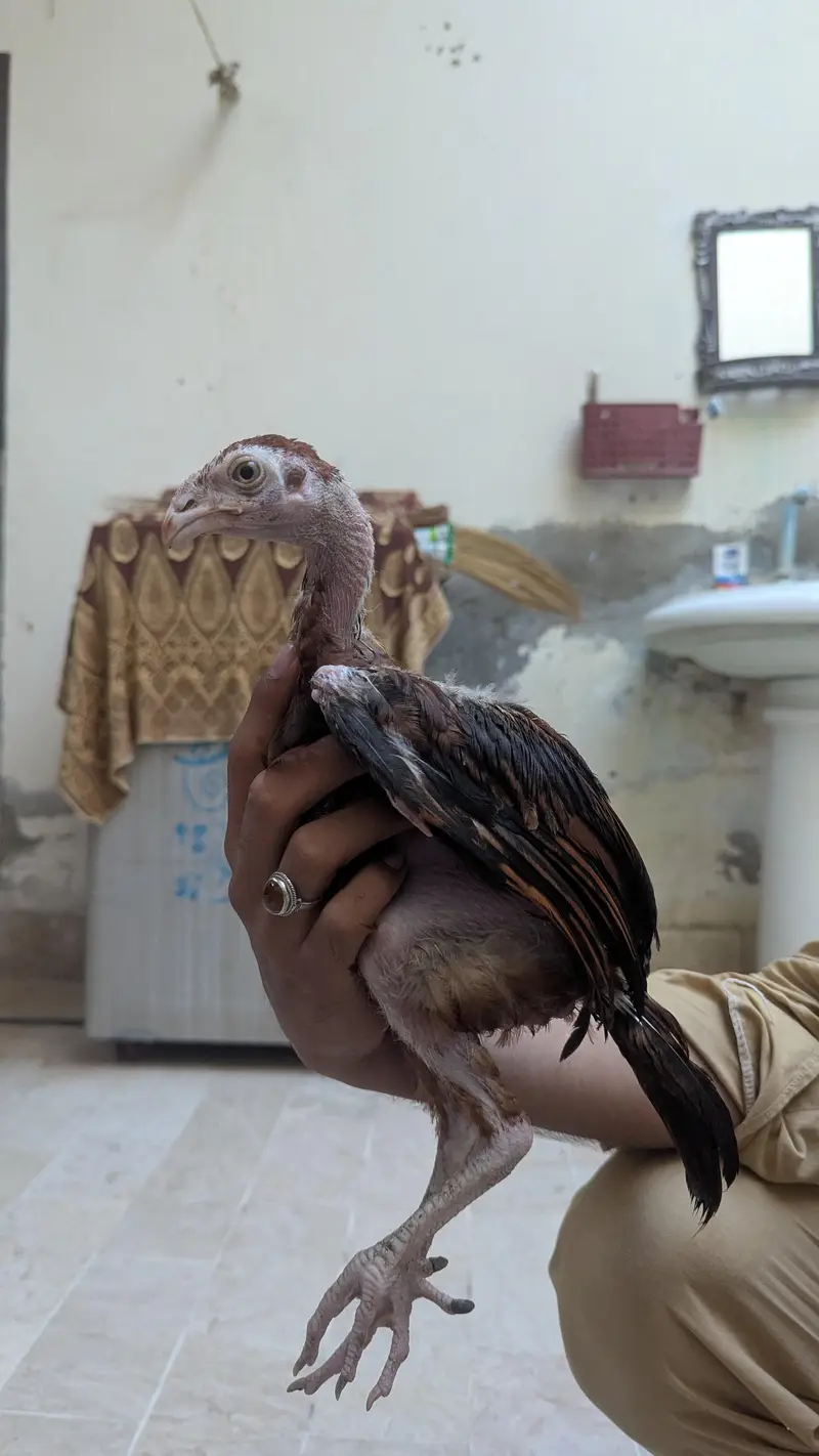 aseel birds with high quality — photo 11