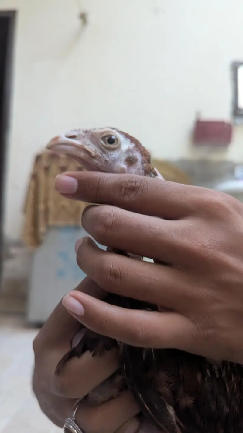 aseel birds with high quality — photo 12