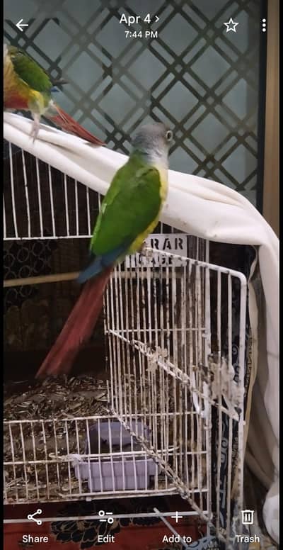 green conure