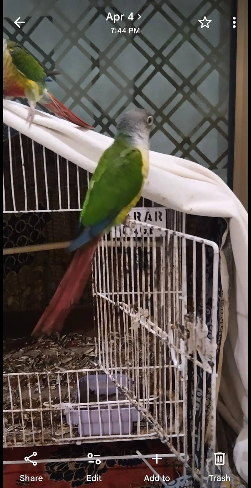 green conure 0