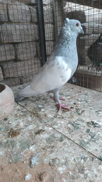 Fancy Birds for Sale