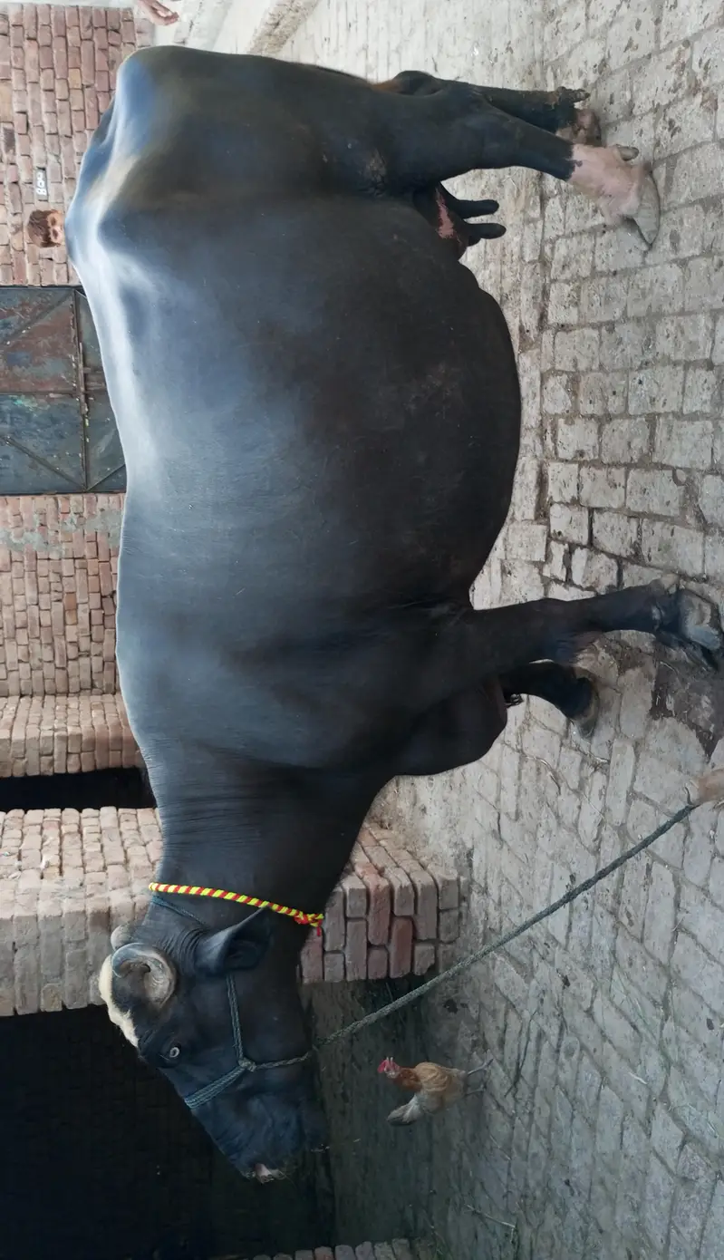 Bhens bafflo — photo 3