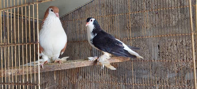 Beautiful Fancy Pigeon Pair – Feathered Feet