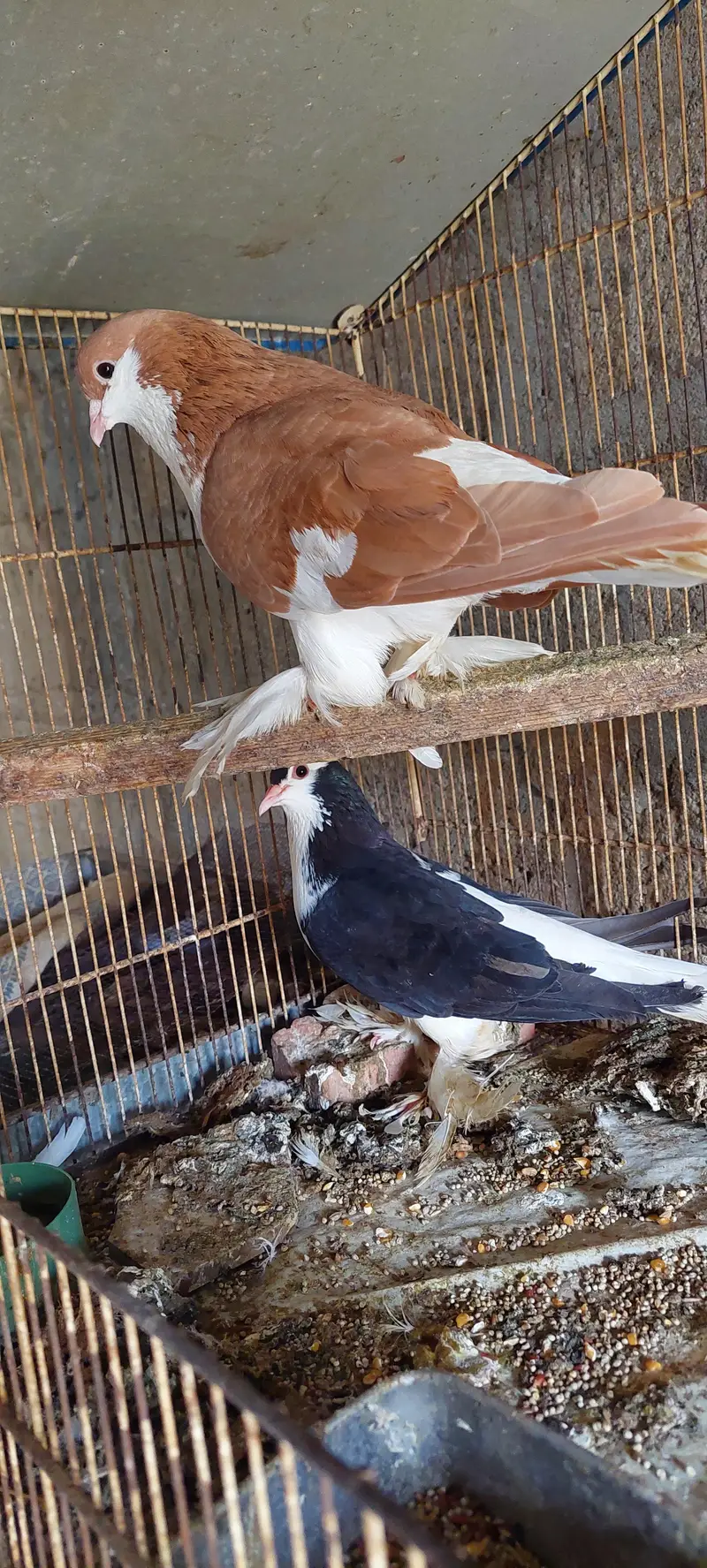 Beautiful Fancy Pigeon Pair – Feathered Feet — photo 2
