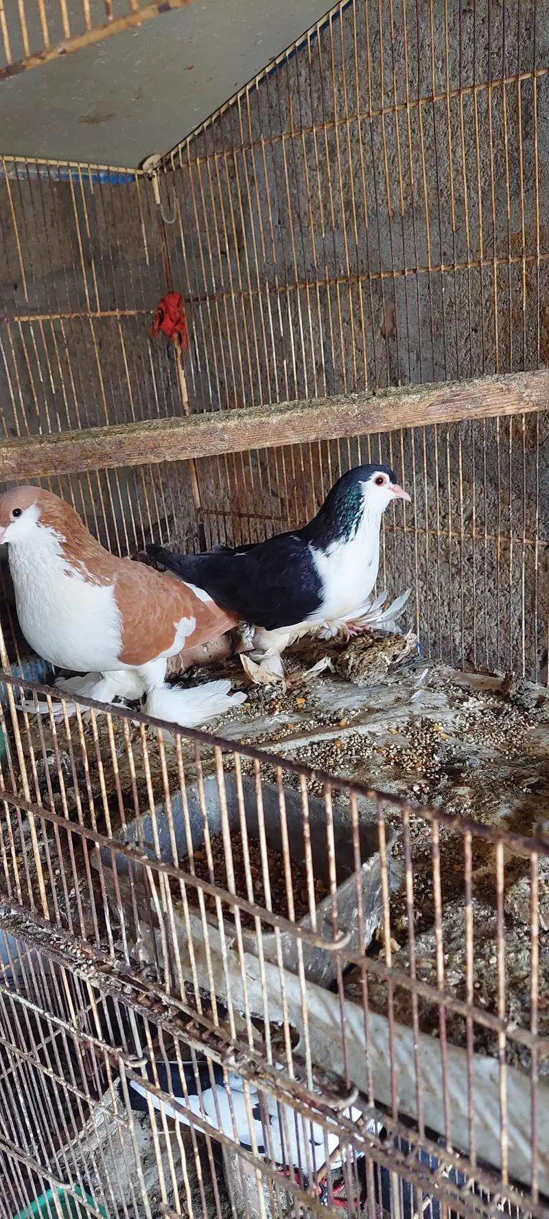 Beautiful Fancy Pigeon Pair – Feathered Feet — photo 3