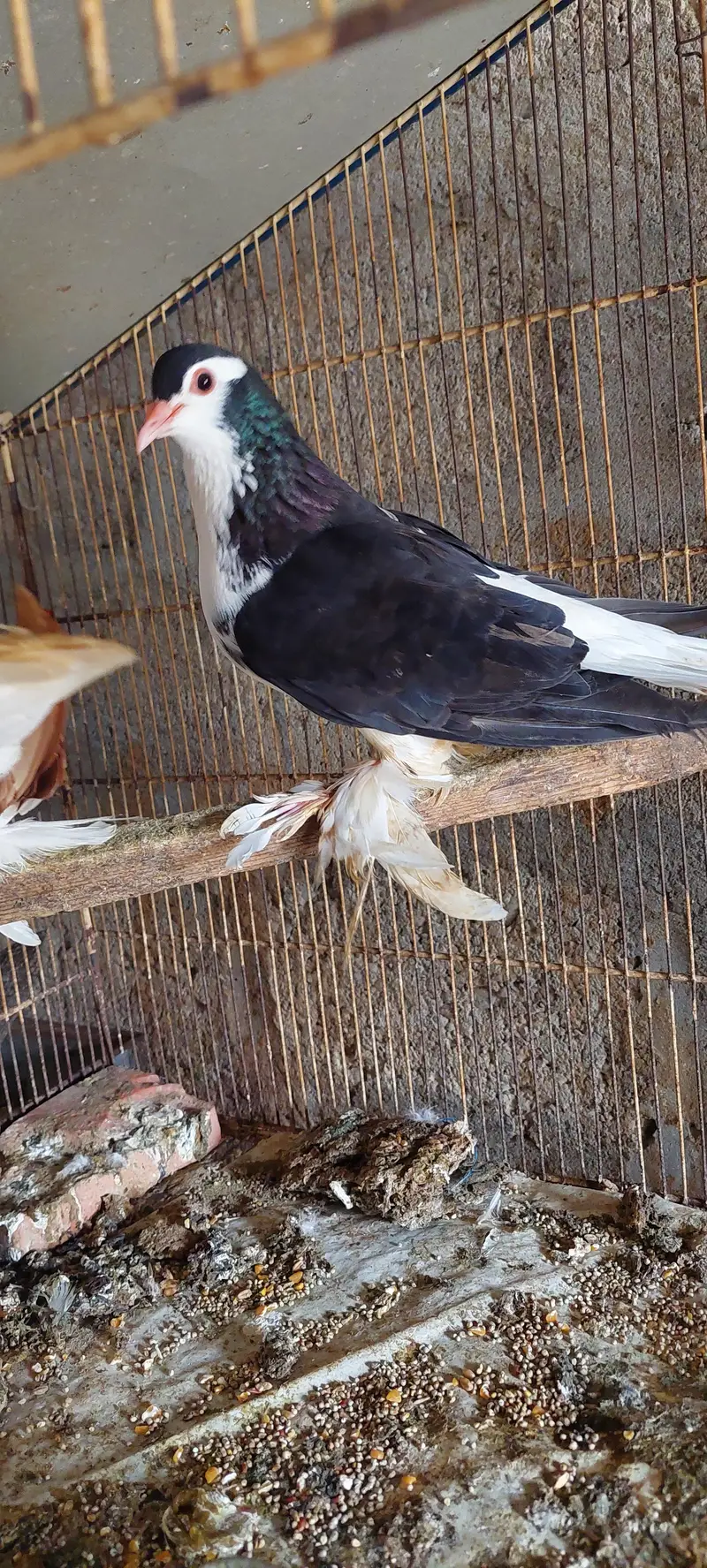 Beautiful Fancy Pigeon Pair – Feathered Feet — photo 4