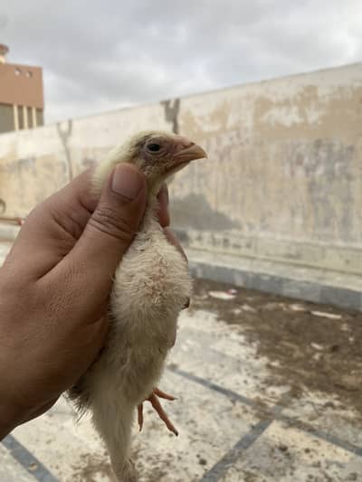  Healthy Shamo & Burmi Thai Chicks – Rs. 3,500 Only! (Limited Stock)