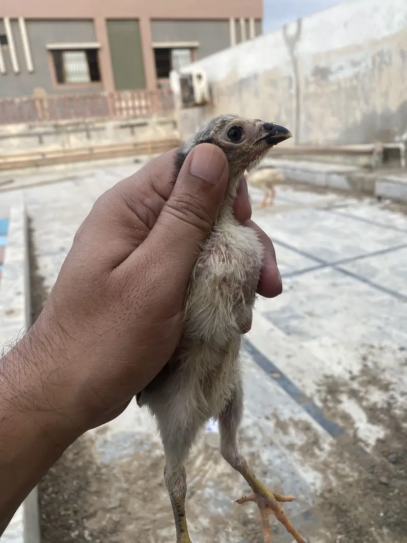  Healthy Shamo & Burmi Thai Chicks – Rs. 3,500 Only! (Limited Stock) — photo 2