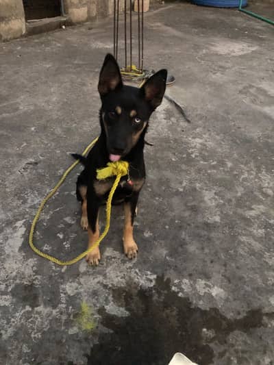 Mixed breed of Rotwhailer and Husky