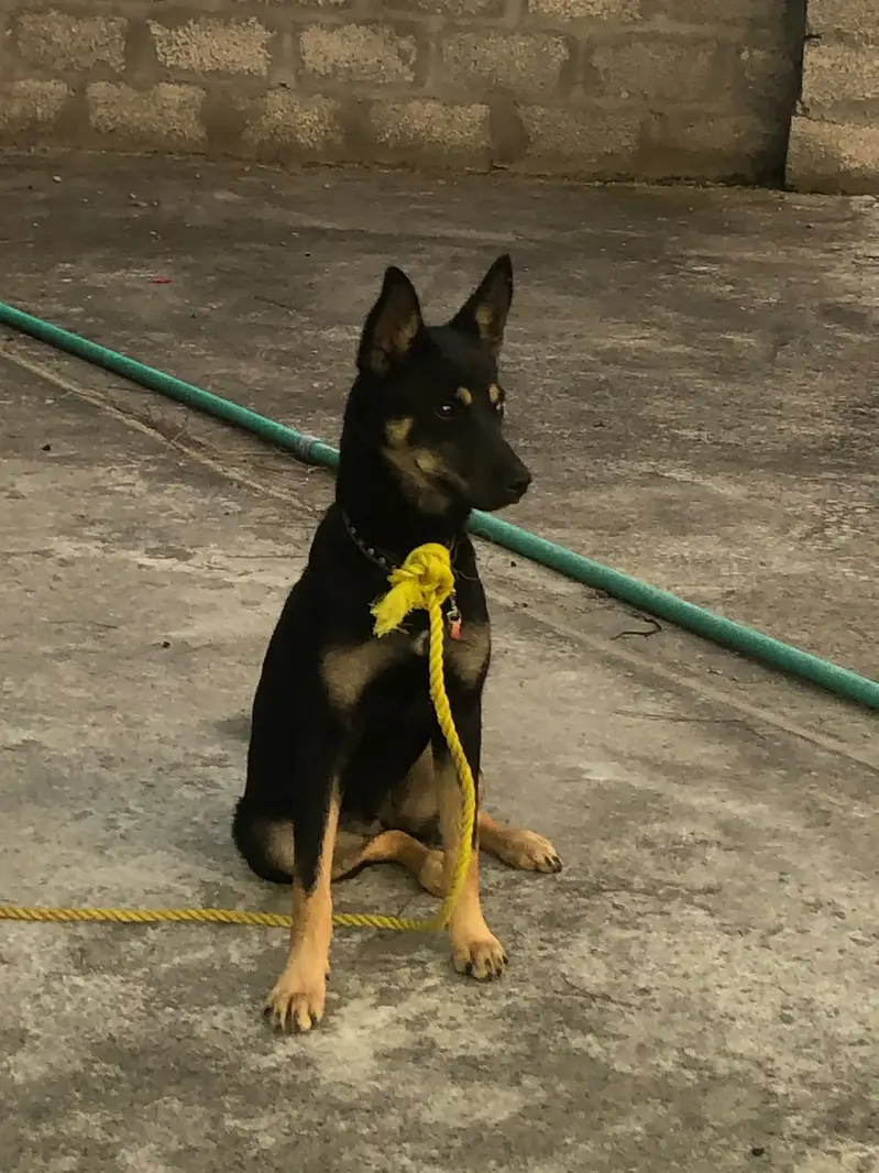 Mixed breed of Rotwhailer and Husky — photo 2