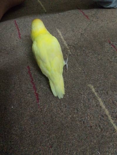 hand tame red eyes lovebird