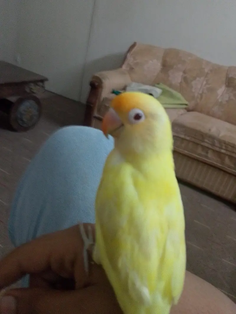 hand tame red eyes lovebird — photo 2