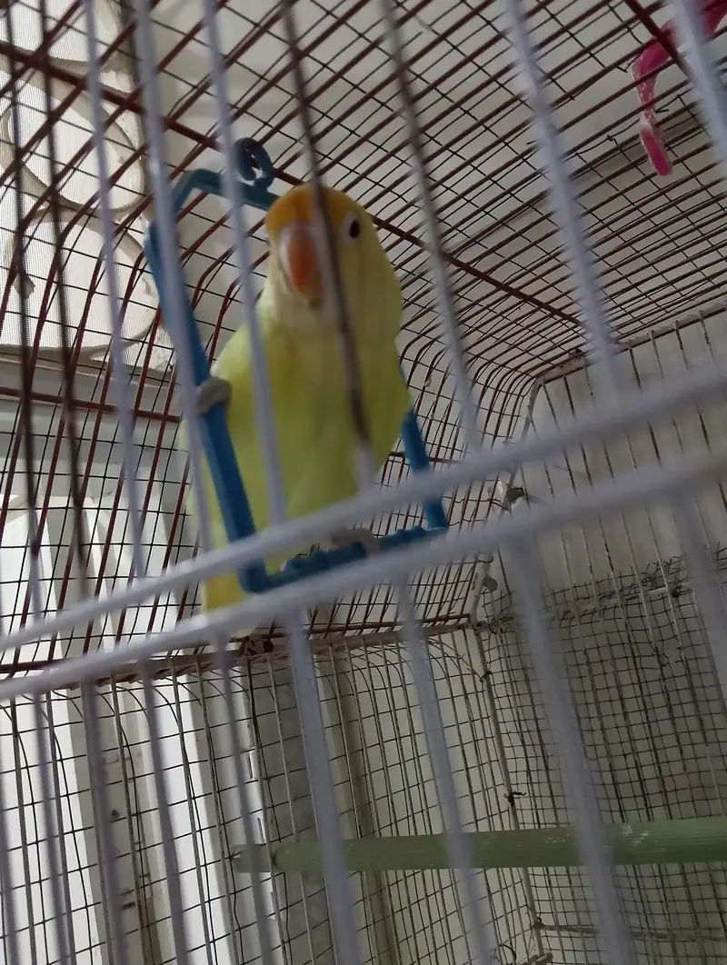 hand tame red eyes lovebird — photo 3