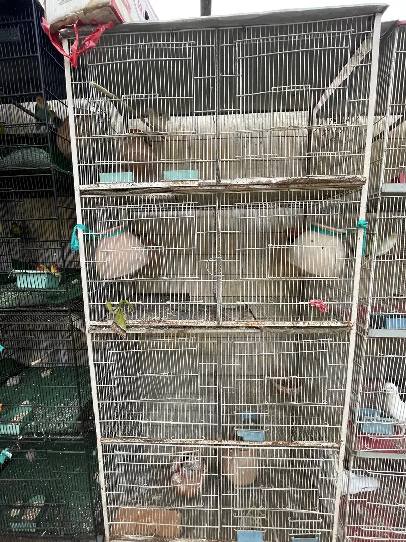Cage 8 postion