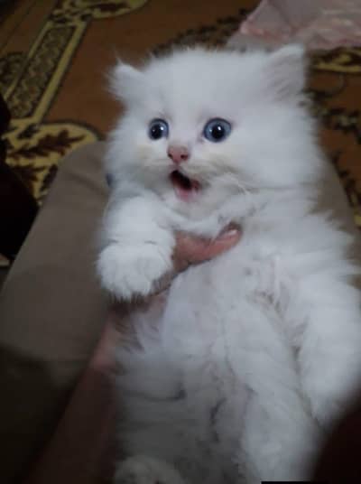 sweet Persian kittens grey and white