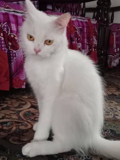 Persian cat