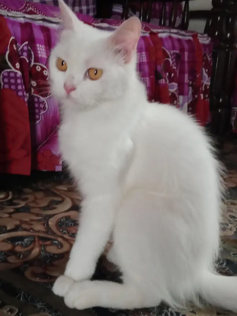 Persian cat — photo 2