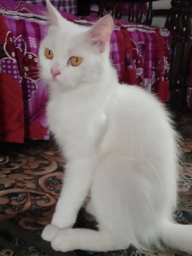 Persian cat — photo 3