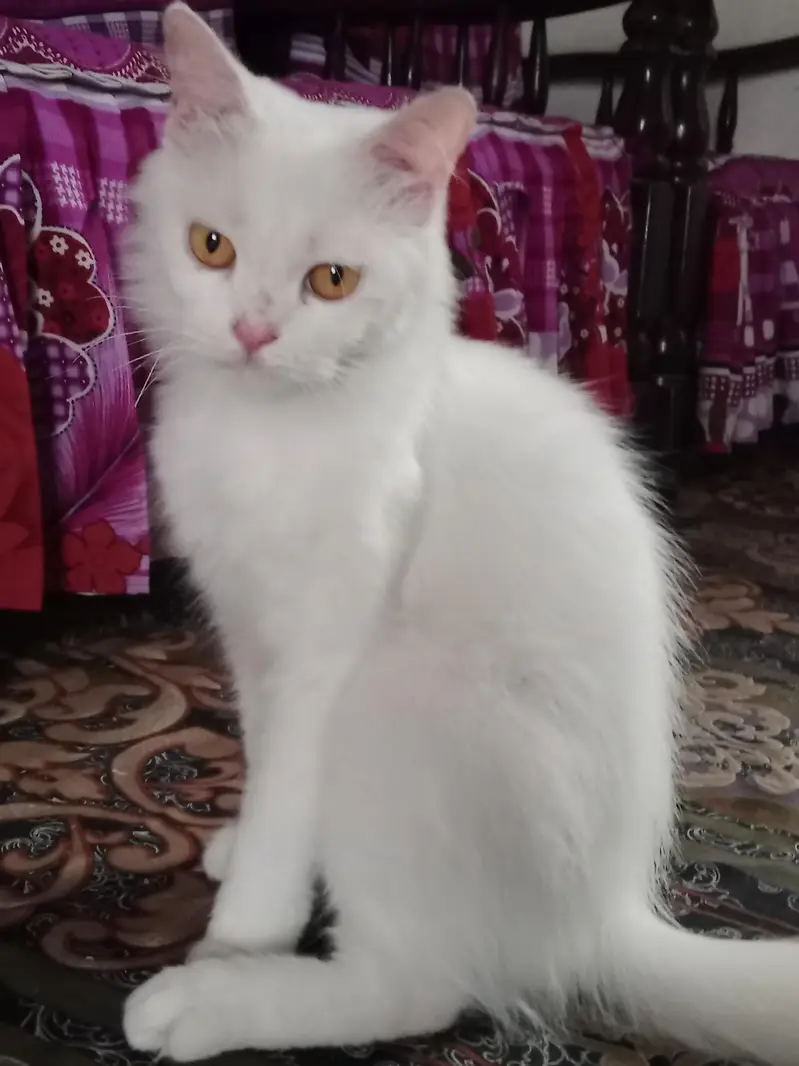 Persian cat — photo 4