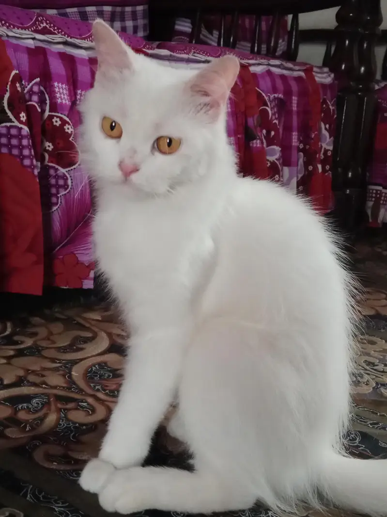 Persian cat — photo 5