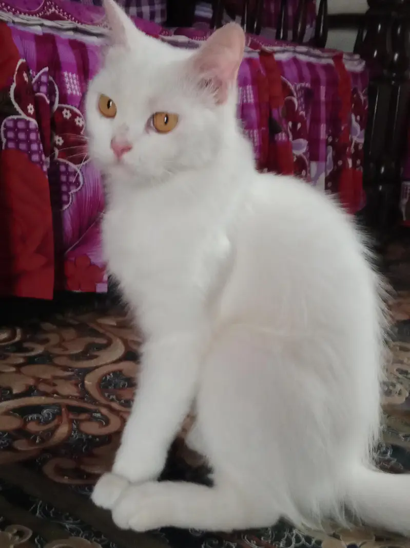 Persian cat — photo 6