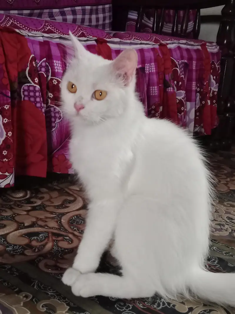 Persian cat — photo 7