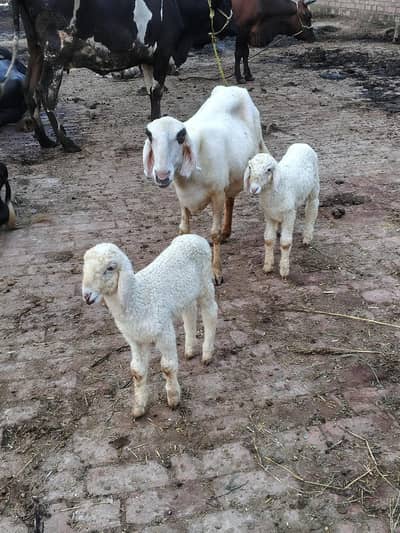 mundri sheep for sale in Lahore