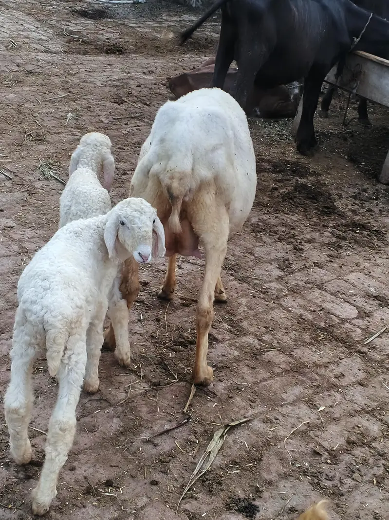 mundri sheep for sale in Lahore — photo 2